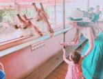 昆凌带小周周逛动物园 母女喂长颈鹿画面有爱
