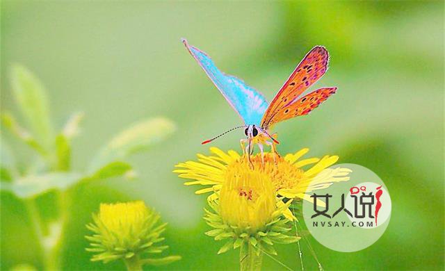 美丽的蝴蝶，完美的爱情故事的诉说！