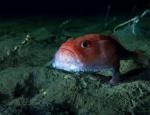 BBC新纪录片《蓝色星球2》怪鱼：身上长脚 在海中自如走动