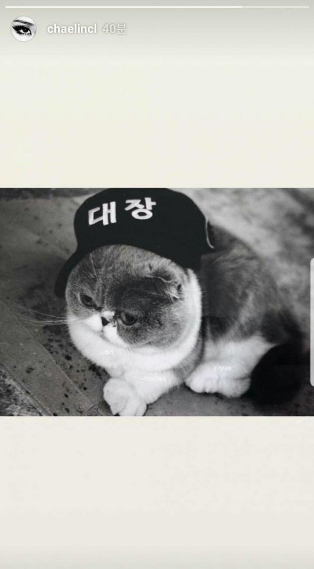 CL发一张猫带着“队长”帽子的照片